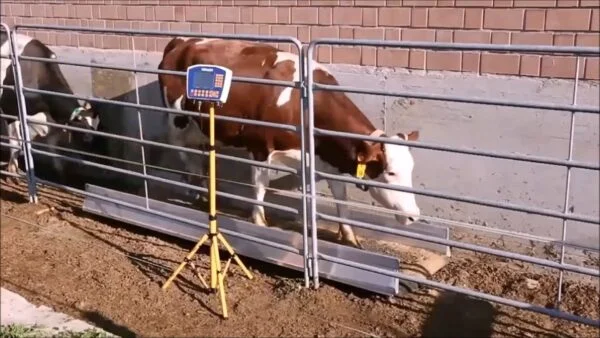 Cima Control Cattle Automatic Weighing System