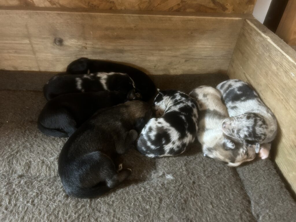 Collie X Whippet Puppies