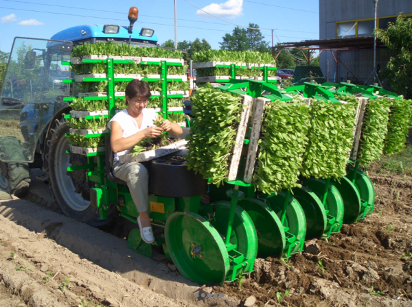 Sfoggia California Semi-Automatic Transplanter