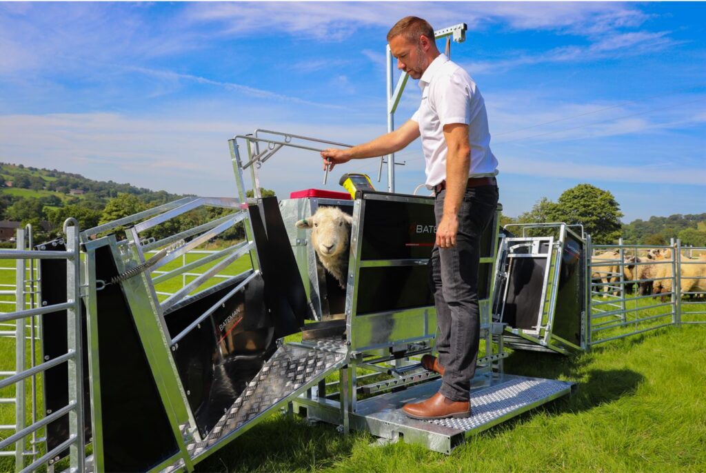 Bateman Sheep Handling