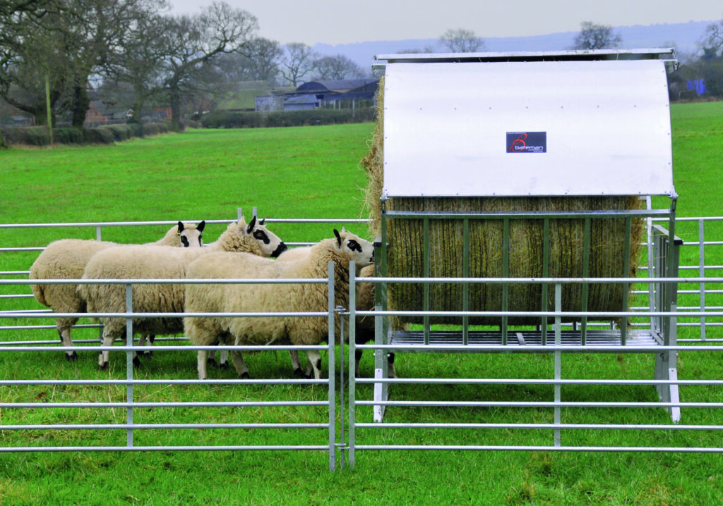 Bateman Sheep Feeding