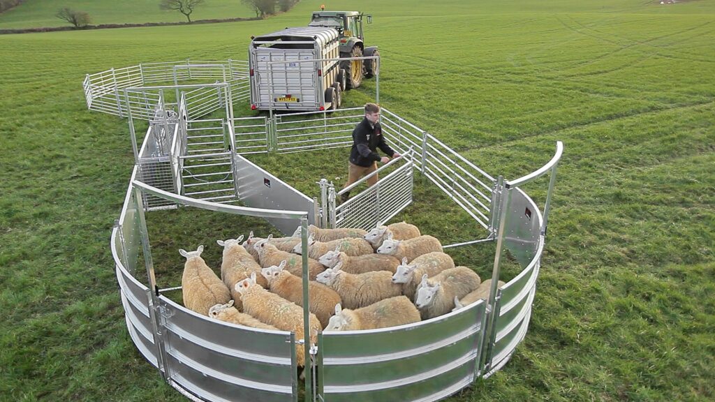 Bateman Sheep Systems