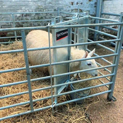 Bateman Lamb Adopter Hurdle